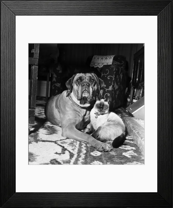 Framed Print : Samba, the ferocious looking mastiff is lulled to sleep in front of a warm fire Framed Print : Samba, the ferocious looking mastiff is lulled to sleep in front of a warm fire