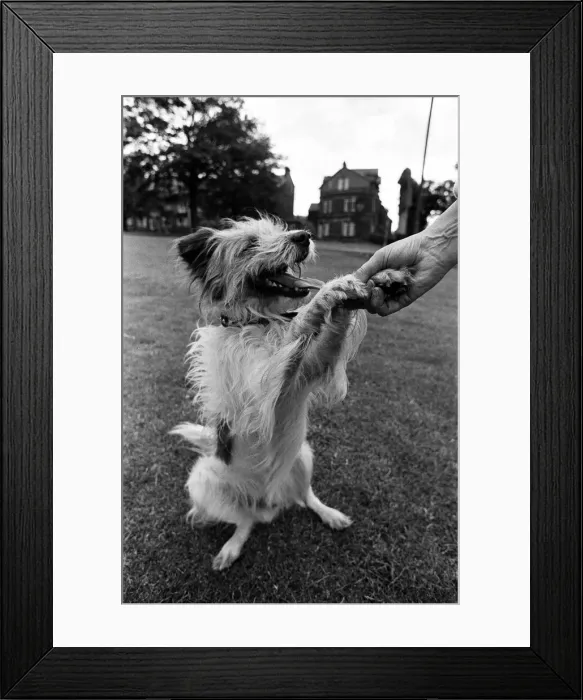 Framed Print : Mrs Moira West, aged 56, from Harrogate, pictured with her dog Jimmy