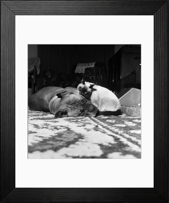 Framed Print : Samba, the ferocious looking mastiff is lulled to sleep in front of a warm fire