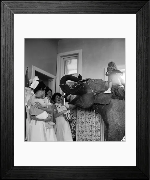 Framed Print : Three year old Juanita Jahn (seated on elephant), daughter of Harry Jahn Framed Print : Three year old Juanita Jahn (seated on elephant), daughter of Harry Jahn