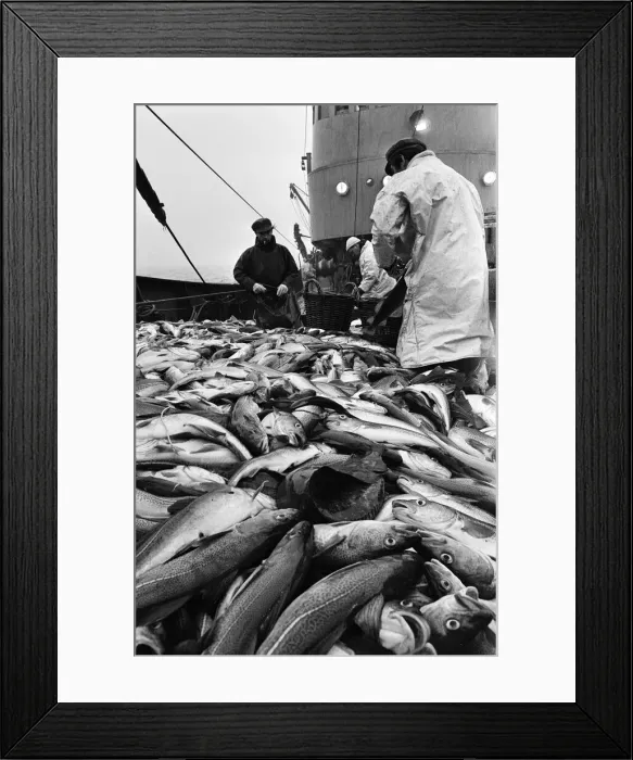 Framed Print : Scenes aboard Hull fishing trawler Ross Orion Framed Print : Scenes aboard Hull fishing trawler Ross Orion