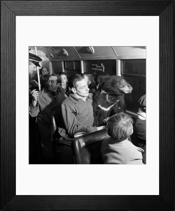 Framed Print : Animals are not allowed inside the bus but this bus is different for the animal inside