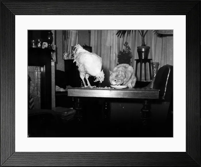 Framed Print : Joey, the nine-year-old pet cock belonging to Mrs. Florence Weetall of Layton, Blackpool