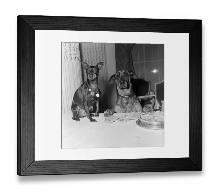 Framed Print : Two dogs, Chica and Juno, attend the National Association of Dog Biscuit Manufacturers Framed Print : Two dogs, Chica and Juno, attend the National Association of Dog Biscuit Manufacturers