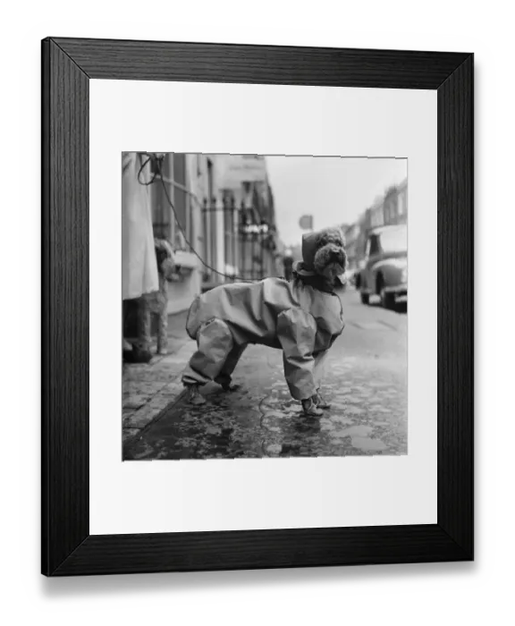 Framed Print : All set for a wet weekend. Latest fashion for dogs is this silk mackintosh suit with hat Framed Print : All set for a wet weekend. Latest fashion for dogs is this silk mackintosh suit with hat