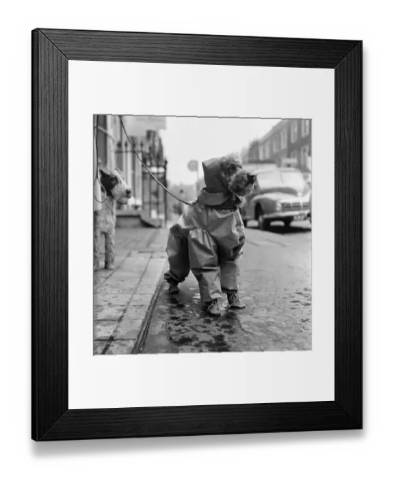 Framed Print : All set for a wet weekend. Latest fashion for dogs is this silk mackintosh suit with hat Framed Print : All set for a wet weekend. Latest fashion for dogs is this silk mackintosh suit with hat