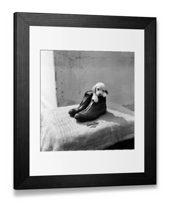 Framed Print : Animals at Homefield Kennels in Widford, Chelmsford, Essex