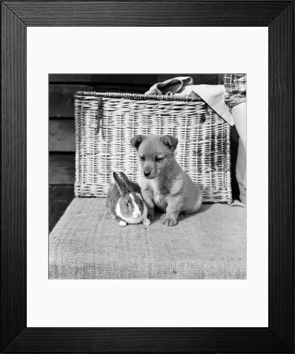 Framed Print : Animals at Homefield Kennels in Widford, Chelmsford, Essex Framed Print : Animals at Homefield Kennels in Widford, Chelmsford, Essex