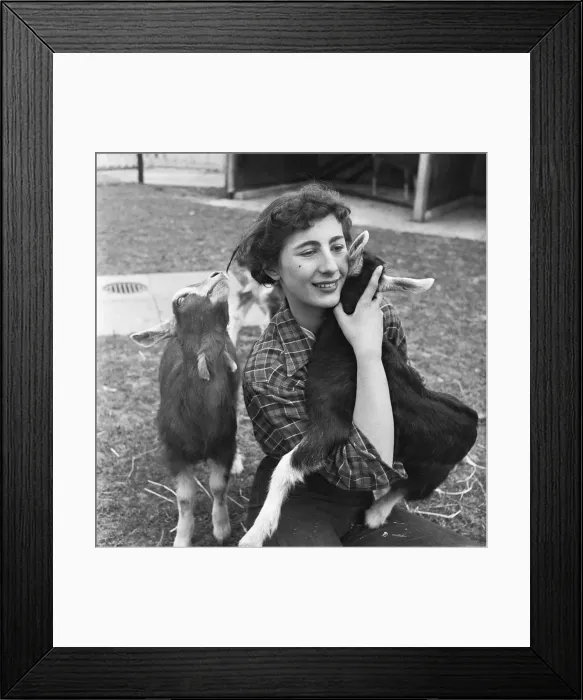 Framed Print : Attendant with young goats at the Childrens Pets Corner, Festival Gardens Framed Print : Attendant with young goats at the Childrens Pets Corner, Festival Gardens