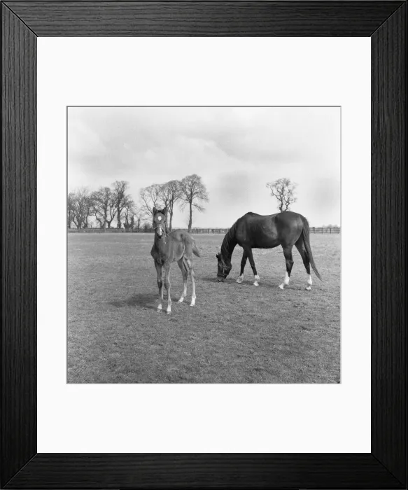 Framed Print : Mare and foal at the Eve Stud, Newmarket 25th May 1954 Framed Print : Mare and foal at the Eve Stud, Newmarket 25th May 1954