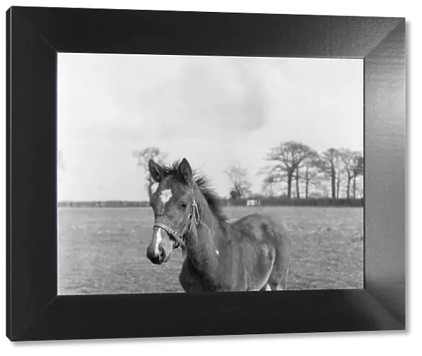 Foal at the Eve Stud, Newmarket 25th May 1954