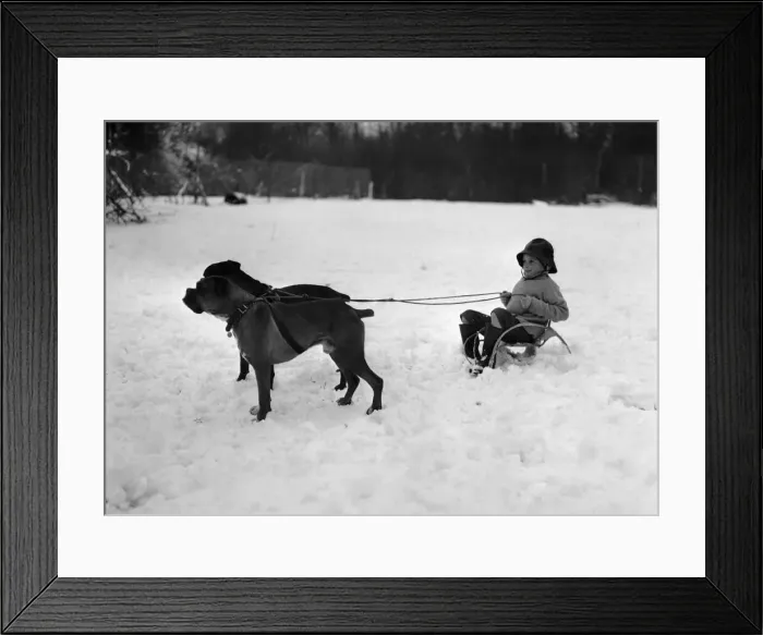 Framed Print : A young pet owner harnesses the power of his two boxer dogs to create a dog sleigh to get Framed Print : A young pet owner harnesses the power of his two boxer dogs to create a dog sleigh to get