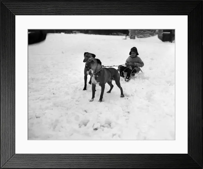 Framed Print : A young pet owner harnesses the power of his two boxer dogs to create a dog sleigh to get Framed Print : A young pet owner harnesses the power of his two boxer dogs to create a dog sleigh to get