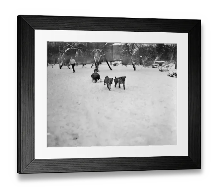 Framed Print : A young pet owner harnesses the power of his two boxer dogs to create a dog sleigh to get