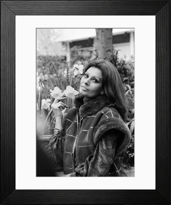 Framed Print : Sophia Loren pictured in London, promoting her new perfume Sophia Framed Print : Sophia Loren pictured in London, promoting her new perfume Sophia