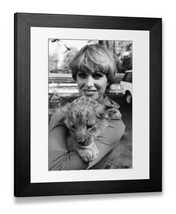 Framed Print : Stars of the new TV series The Avengers, Joanna Lumley with Sheba the lion Framed Print : Stars of the new TV series The Avengers, Joanna Lumley with Sheba the lion