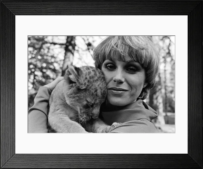 Framed Print : Stars of the new TV series The Avengers, Joanna Lumley with Sheba the lion Framed Print : Stars of the new TV series The Avengers, Joanna Lumley with Sheba the lion