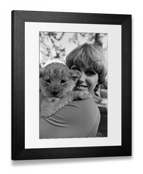 Framed Print : Stars of the new TV series The Avengers, Joanna Lumley with Sheba the lion