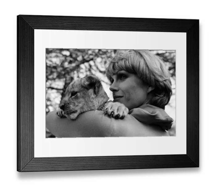 Framed Print : Stars of the new TV series The Avengers, Joanna Lumley with Sheba the lion Framed Print : Stars of the new TV series The Avengers, Joanna Lumley with Sheba the lion