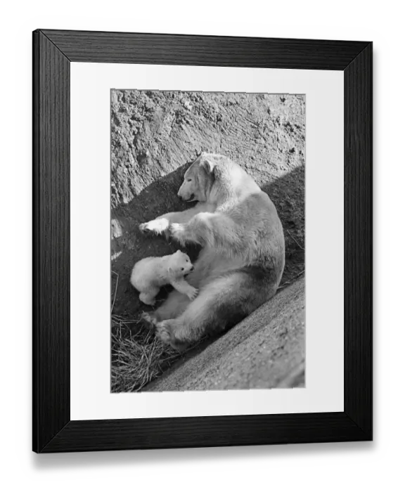 Framed Print : Brumas the Polar Bear, born 27th November 1949, her mother is named Ivy