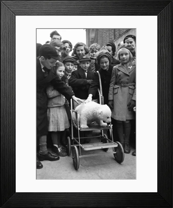 Framed Print : Brumas the Polar Bear, born 27th November 1949, her mother is named Ivy Framed Print : Brumas the Polar Bear, born 27th November 1949, her mother is named Ivy