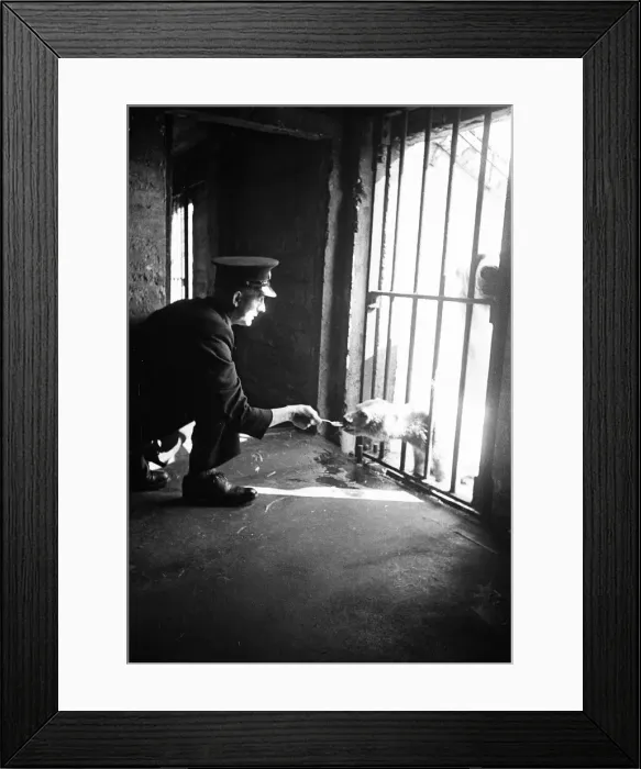 Framed Print : Brumas the Polar Bear, born 27th November 1949, her mother is named Ivy Framed Print : Brumas the Polar Bear, born 27th November 1949, her mother is named Ivy