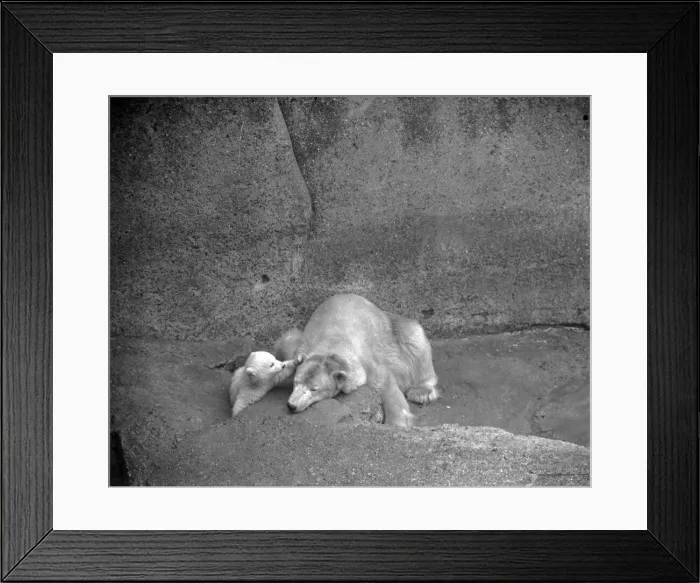 Framed Print : Brumas the Polar Bear, born 27th November 1949, her mother is named Ivy Framed Print : Brumas the Polar Bear, born 27th November 1949, her mother is named Ivy