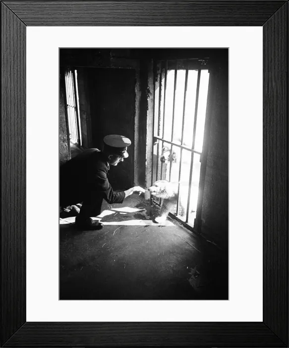 Framed Print : Brumas the Polar Bear, born 27th November 1949, her mother is named Ivy Framed Print : Brumas the Polar Bear, born 27th November 1949, her mother is named Ivy