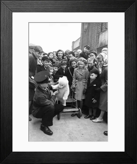 Framed Print : Brumas the Polar Bear, born 27th November 1949, her mother is named Ivy Framed Print : Brumas the Polar Bear, born 27th November 1949, her mother is named Ivy
