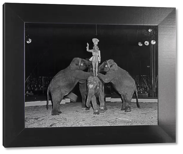 Elephants performing in the ring at the Bertram Mills Circus at Cambridge. April 1959