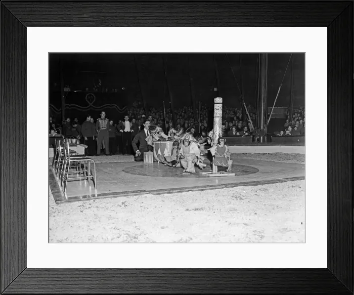 Framed Print : Chimpanzees in native american costumes performing under the Bertram Mills Circus Framed Print : Chimpanzees in native american costumes performing under the Bertram Mills Circus