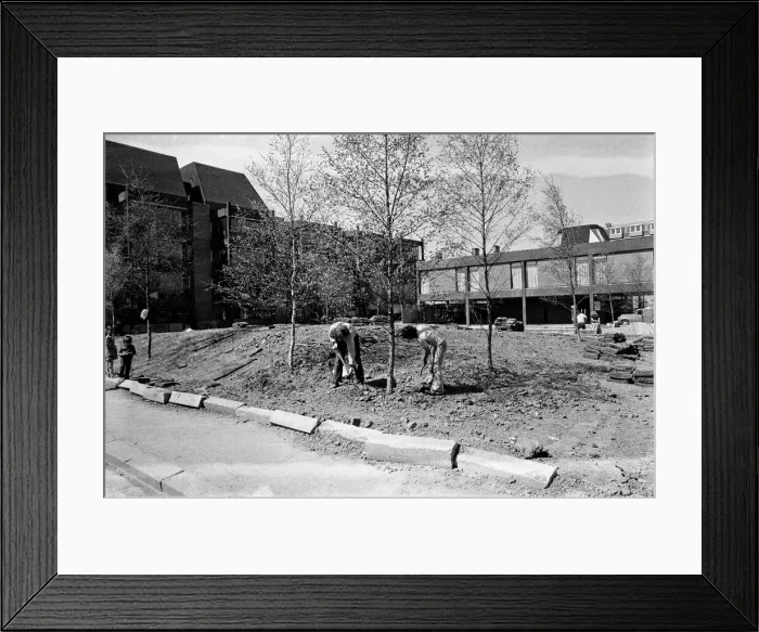 Framed Print : Landscaping at the Civic Centre, Middlesbrough. 1973 Framed Print : Landscaping at the Civic Centre, Middlesbrough. 1973