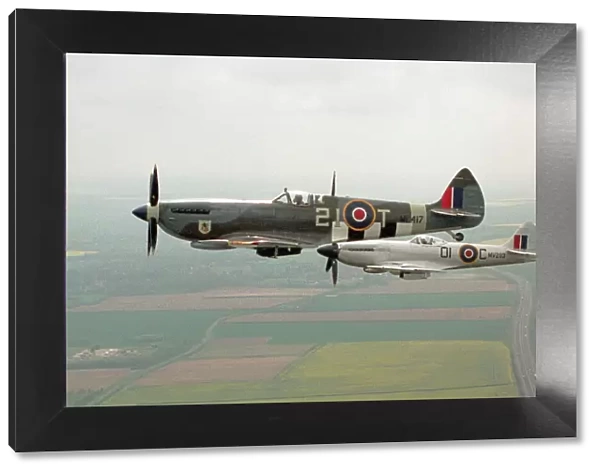 A Spitfire Mk IXe (ML417) flying in formation with a Mk XIV Spitfire of the Fighter