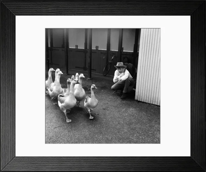 Framed Print : Tommy Steele, who is to appear in Panto, has fun with some geese in Battersea Park Framed Print : Tommy Steele, who is to appear in Panto, has fun with some geese in Battersea Park