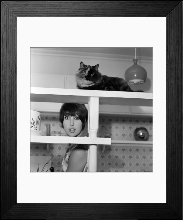 Framed Print : Actress Una Stubbs pictured at her Radlett home with her cat called Corrigan Framed Print : Actress Una Stubbs pictured at her Radlett home with her cat called Corrigan