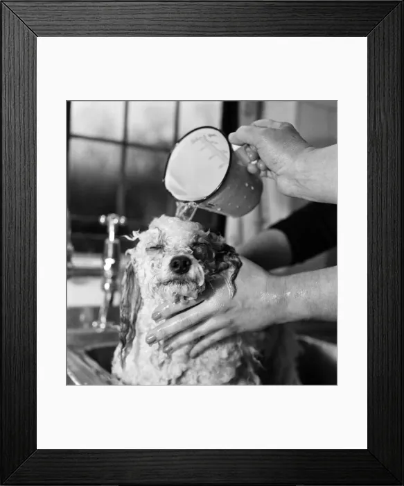 Framed Print : Bathnight for Tommy the miniature poodle is something of an endurance test Framed Print : Bathnight for Tommy the miniature poodle is something of an endurance test