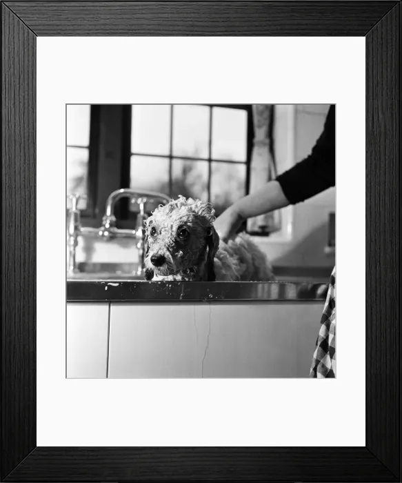 Framed Print : Bathnight for Tommy the miniature poodle is something of an endurance test Framed Print : Bathnight for Tommy the miniature poodle is something of an endurance test