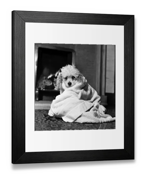 Framed Print : Bathnight for Tommy the miniature poodle is something of an endurance test Framed Print : Bathnight for Tommy the miniature poodle is something of an endurance test