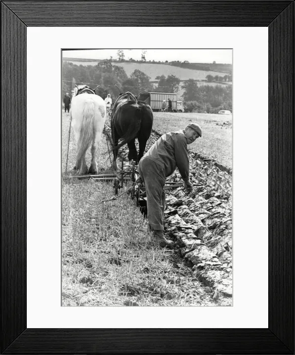Framed Print : Winner Eddie Appleyard ploughs and sows seeds at the ploughing & hedgecutting Framed Print : Winner Eddie Appleyard ploughs and sows seeds at the ploughing & hedgecutting