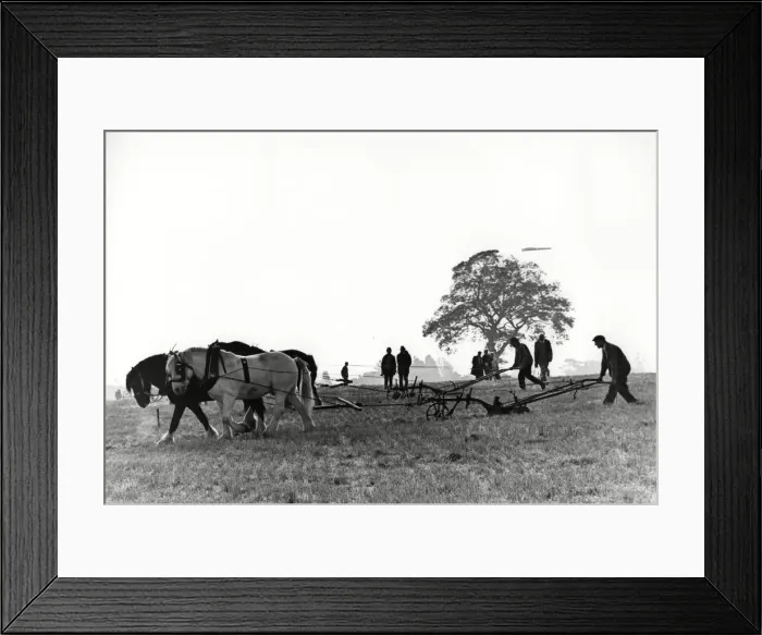 Framed Print : Brailsford and District ploughing and hedge cutting match. 15th October 1988 Framed Print : Brailsford and District ploughing and hedge cutting match. 15th October 1988