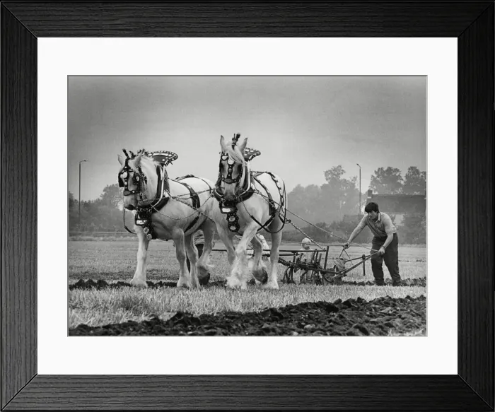 Framed Print : Brailsford Ploughing & hedgecutting 15th October 1986