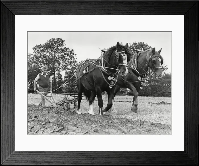 Framed Print : West Hallam Ploughing Match 15th September 1987