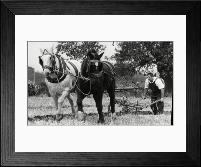 Framed Print : West Hallam ploughing match 15th October 1982 Framed Print : West Hallam ploughing match 15th October 1982