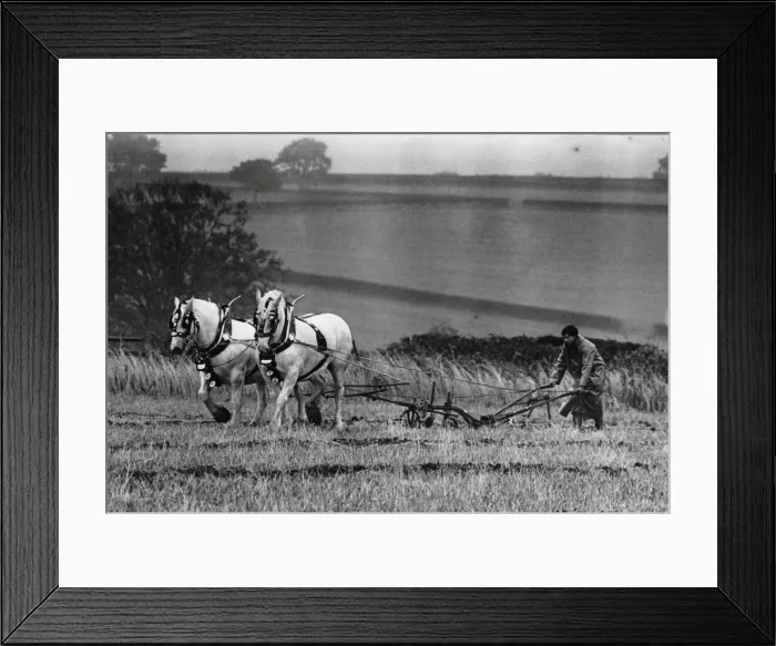 Framed Print : Brailsford Ploughing match 15th October 1987 Framed Print : Brailsford Ploughing match 15th October 1987