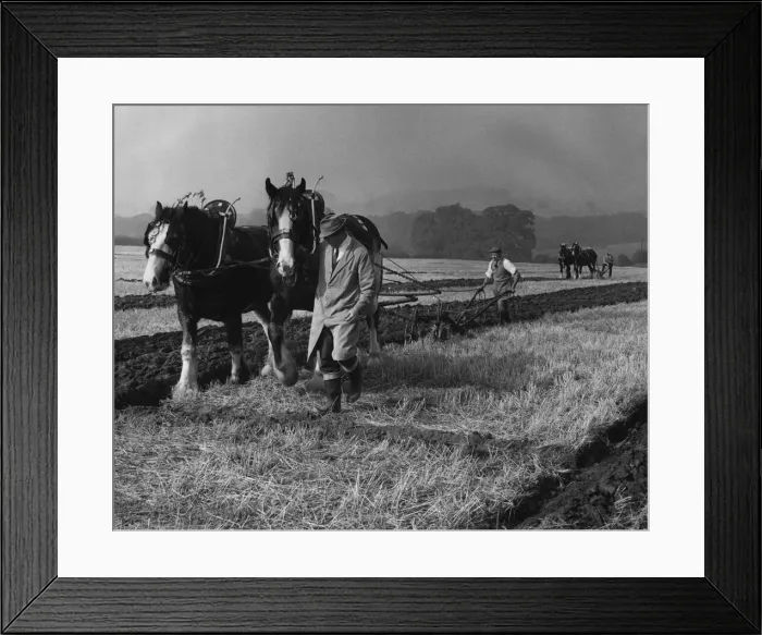Framed Print : Brailsford ploughing match 15th October 1972 Framed Print : Brailsford ploughing match 15th October 1972