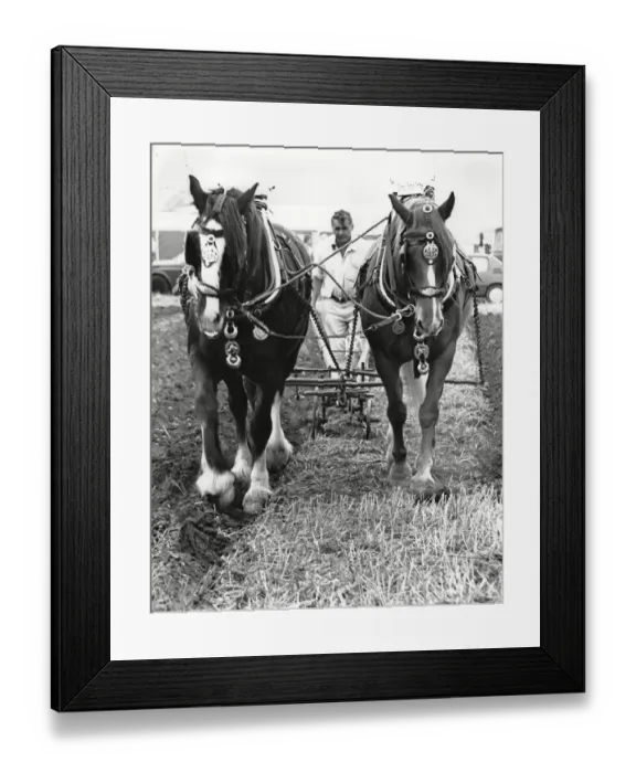 Framed Print : Gerald Taylor ploughs a neat straight furrow - West Hallam Ploughing match