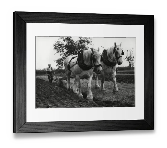 Framed Print : Brailsford ploughing match 15th October 1961