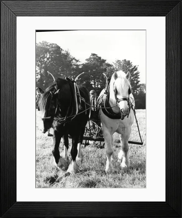 Framed Print : Ploughing a straight furrow at Brailsford 15th October 1988 Framed Print : Ploughing a straight furrow at Brailsford 15th October 1988