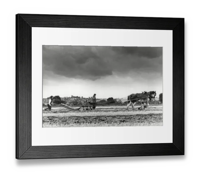 Framed Print : West Hallam & District ploughing & hedgecutting competition. 15th September 1988