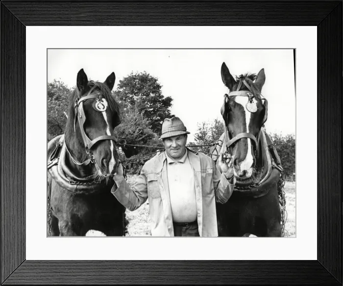 Framed Print : Ploughing champion Thomas Cliff with his horses at the Brailsford